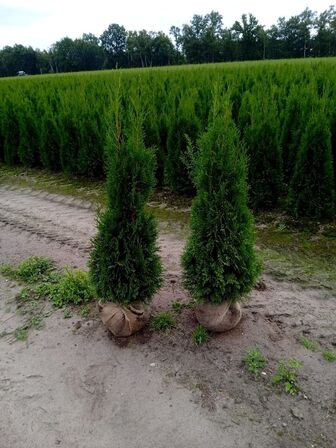 40 stk. Conifers Thuja Smaragd 120-140 cm. 