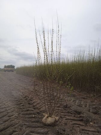 40 stk. Ligustrum 120-140 cm. 