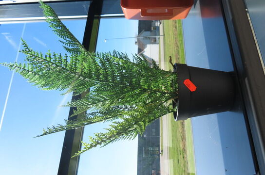 Stueplante