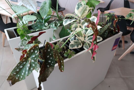 Plantekasse på hjul