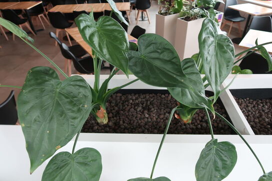 2 stk. plantekasser med 2 planter