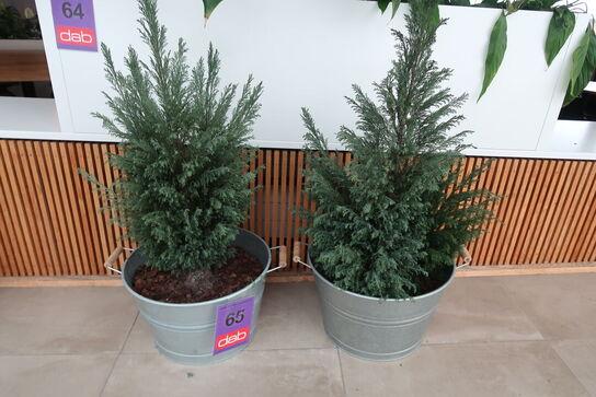 2 stk. zinkbaljer med planter