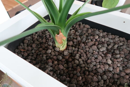 2 stk. plantekasser med 2 planter