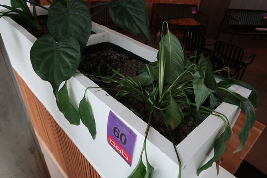 2 stk. plantekasser med 4 planter