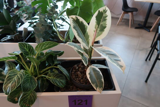 Plantekasse på hjul