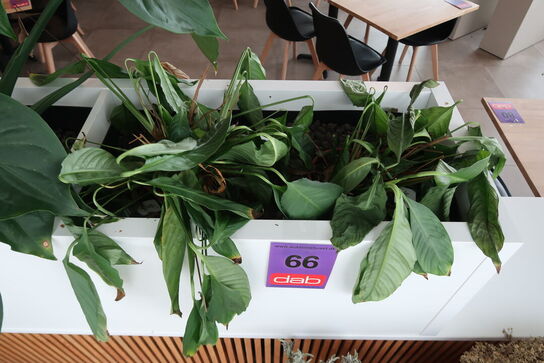 2 stk. plantekasser med 4 planter