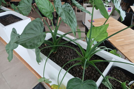 2 stk. plantekasser med 4 planter