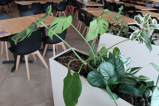 Plantekasse på hjul