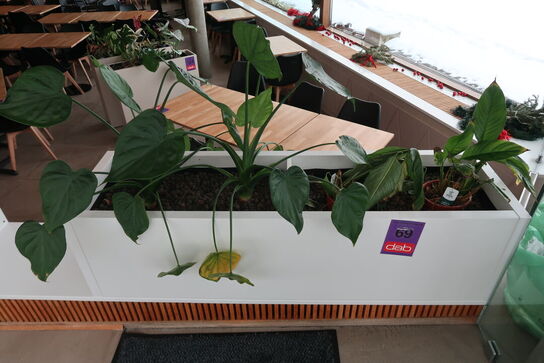 2 stk. plantekasser med 4 planter