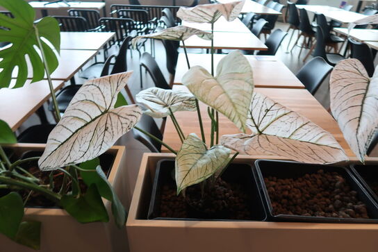 Plantekasse på hjul