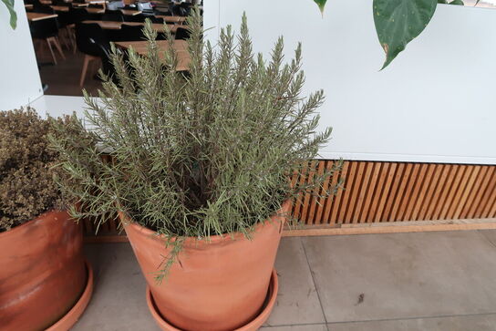 3 stk. Terracotta krukker med krydderurter