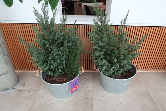 2 stk. zinkbaljer med planter