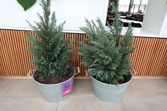 2 stk. zinkbaljer med planter