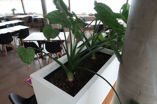 2 stk. plantekasser med 4 planter