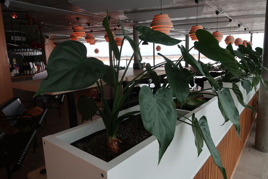 2 stk. plantekasser med 4 planter