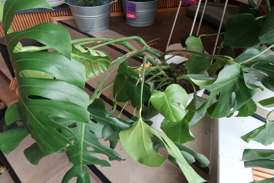 3 stk. stueplanter med krukker & opsats