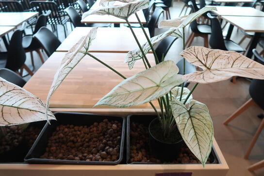 Plantekasse på hjul