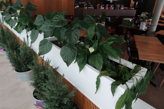 2 stk. plantekasser med 4 planter