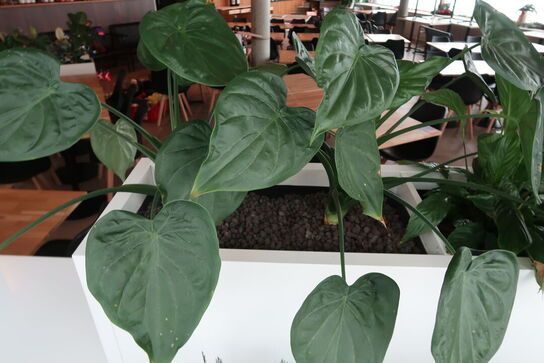 2 stk. plantekasser med 4 planter