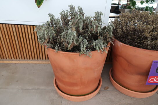 3 stk. Terracotta krukker med krydderurter