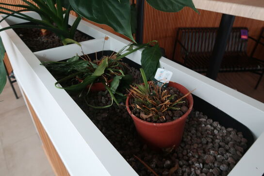 2 stk. plantekasser med 4 planter