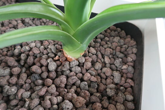 2 stk. plantekasser med 4 planter