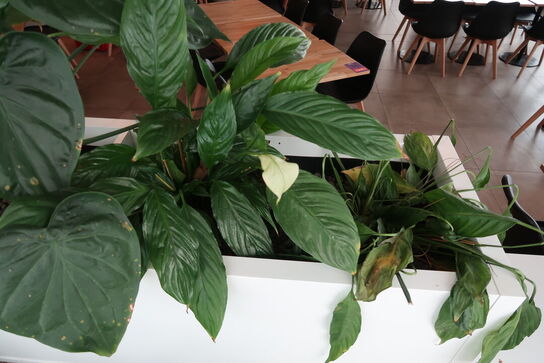 2 stk. plantekasser med 4 planter