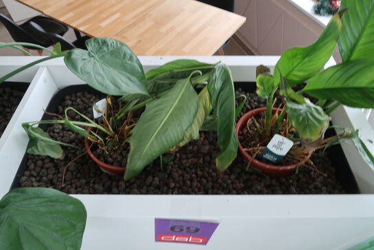 2 stk. plantekasser med 4 planter