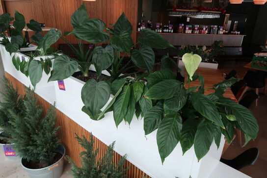 2 stk. plantekasser med 4 planter