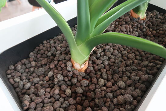 2 stk. plantekasser med 4 planter