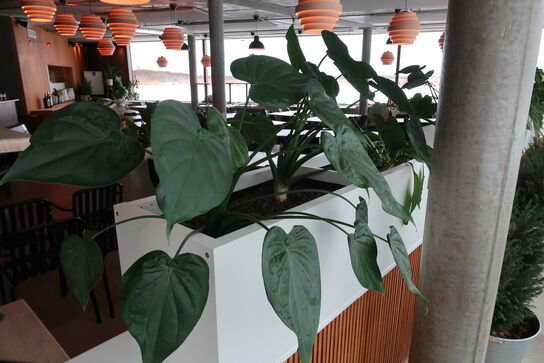 2 stk. plantekasser med 4 planter