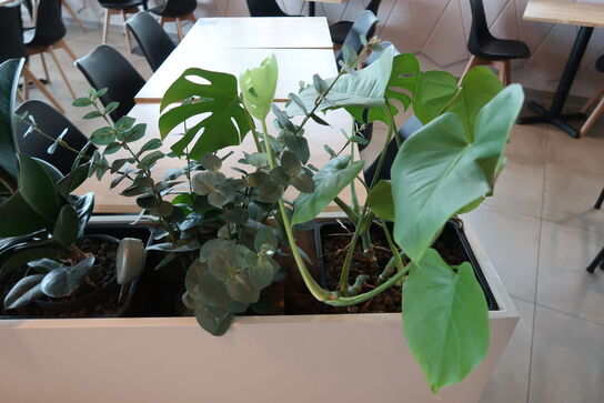 Plantekasse på hjul