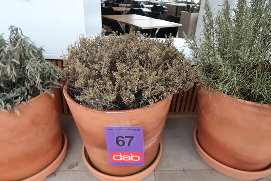 3 stk. Terracotta krukker med krydderurter