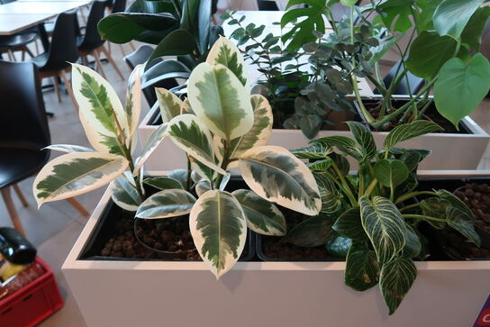 Plantekasse på hjul