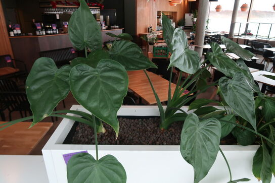 2 stk. plantekasser med 4 planter