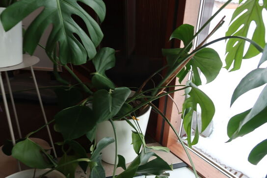 3 stk. stueplanter med krukker & opsats