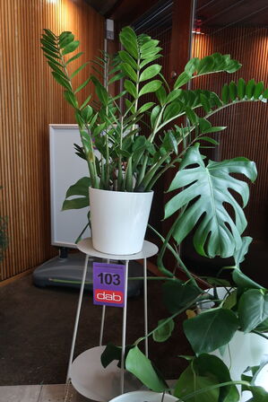 3 stk. stueplanter med krukker & opsats