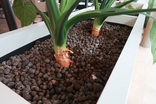 2 stk. plantekasser med 4 planter