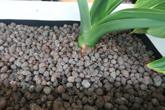 2 stk. plantekasser med 4 planter