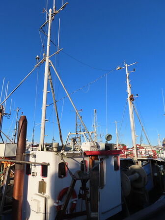 43 fod trawler/fiskefartøj, eg på eg årgang 1966