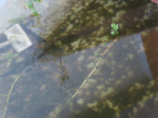 21 fod jolle, NORDAN/NORFISH, glasfiber