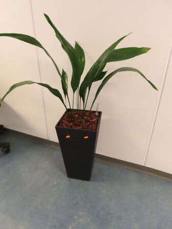 Plante i krukke