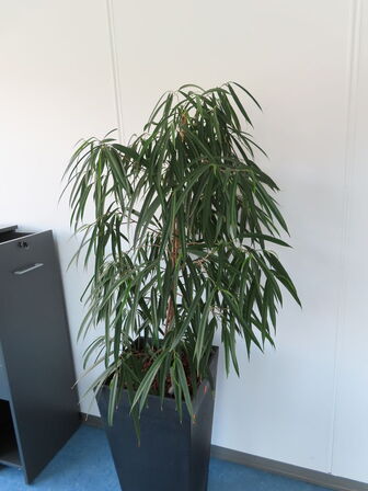 Plante i krukke