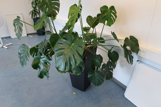 2 stk. planter i krukke