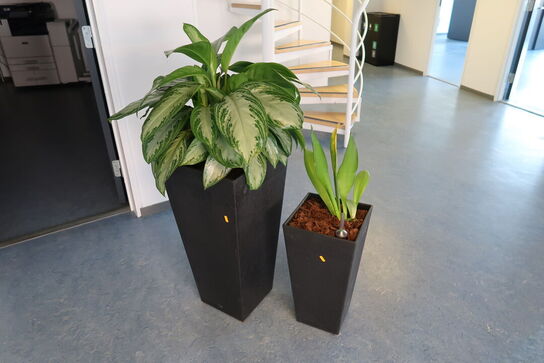 2 stk. planter i krukke