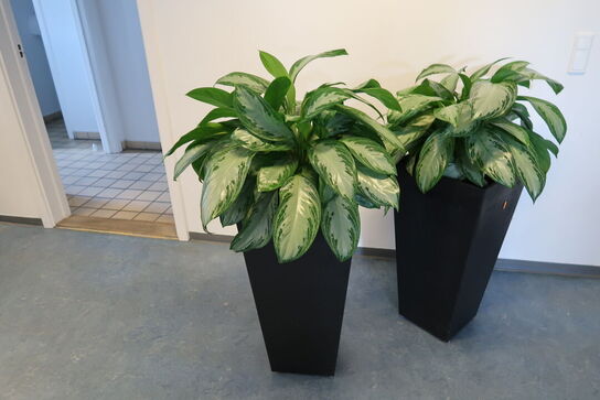 2 stk. planter i krukke