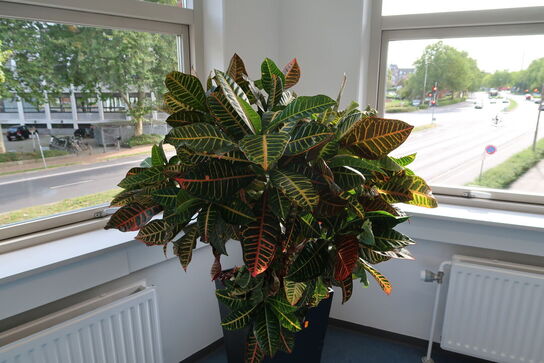 2 stk. planter i krukke