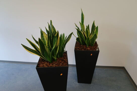 2 stk. planter i krukke