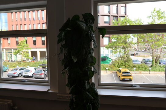 Plante i krukke