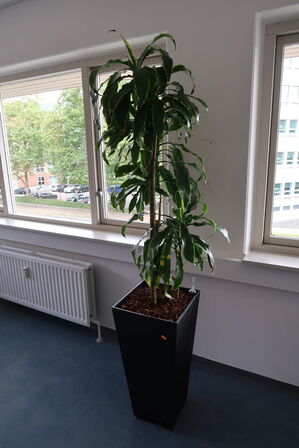 Whiteboard, knagerækker samt 2 stk. planter i krukke